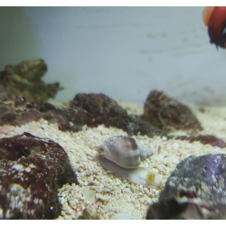 Nassarius spp.
